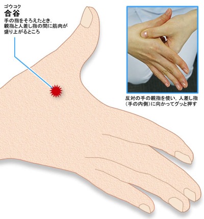 合谷.jpg 合谷
