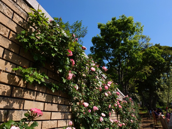 X10 スナップ(晴れ、屋外).JPG X10 スナップ(晴れ、屋外)